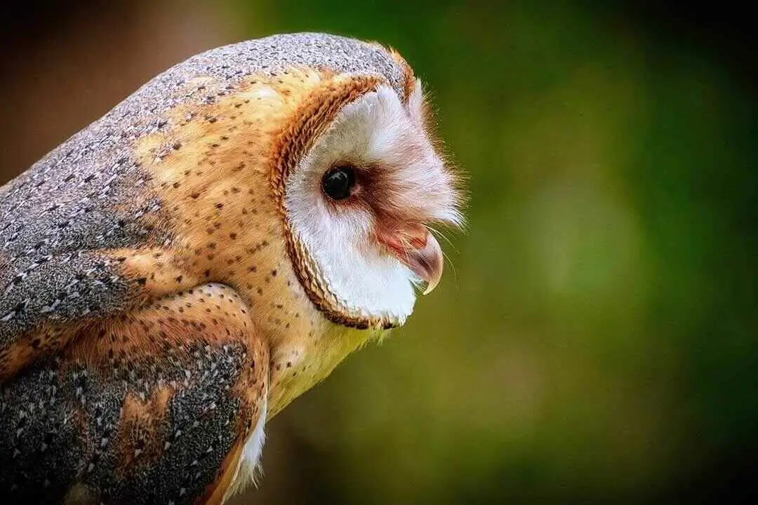 Barn Owl